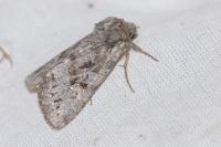 Pachetra sagittigera