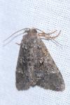 Papestra biren