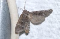 Papestra biren
