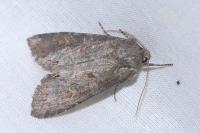Polia bombycina
