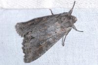 Polia bombycina