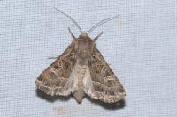 Sideridis reticulata