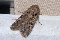 Sideridis reticulata