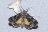 Syngrapha ain