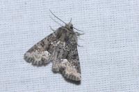 Oligia strigilis