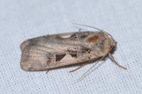 Xestia c-nigrum