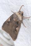 Xestia c-nigrum