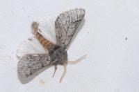 Thaumetopoea pityocampa