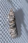 Dioryctria abietella