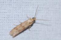 Homoeosoma sinuella