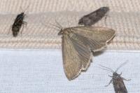 Hypochalcia ahenella