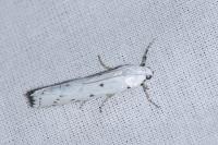 Myelois circumvoluta