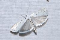 Myelois circumvoluta