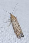Pempeliella ornatella