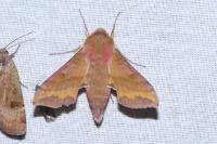 Deilephila porcellus