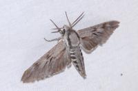 Hyloicus pinastri/maurorum