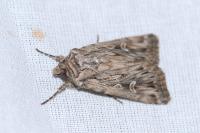 Dichagyris celsicola