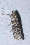 Dioryctria abietella