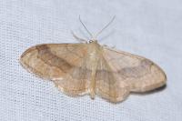 Idaea aversata