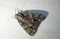 Acronicta rumicis
