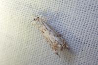 Catoptria falsella