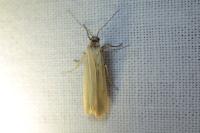 Indalia lutarella