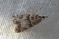 Eudonia mercurella