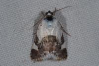 Acontia lucida