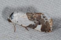 Acontia lucida
