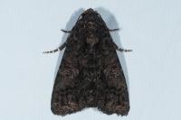 Aedia leucomelas