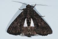 Aedia leucomelas