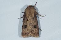 Agrotis exclamationis exclamationis