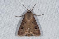 Agrotis exclamationis exclamationis