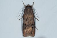 Agrotis ipsilon