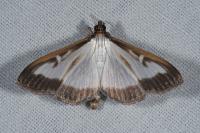 Cydalima perspectalis