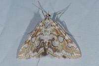 Elophila nymphaeata