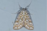 Elophila nymphaeata