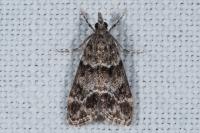 Eudonia mercurella