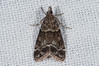 Eudonia mercurella