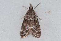 Eudonia mercurella