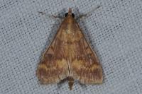 Ostrinia nubilalis