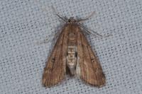 Parapoynx stratiotata