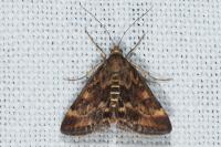 Pyrausta despicata