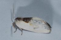 Cilix glaucata