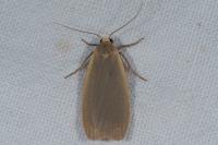 Collita griseola
