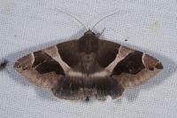 Dysgonia algira