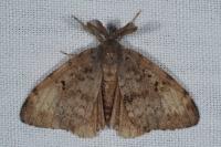 Lymantria dispar
