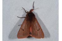 Phragmatobia fuliginosa