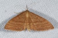Idaea ochrata