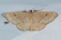 Idaea rubraria